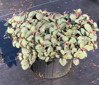 Viola walteri 'Silver Gem' - Prostrate Blue Violet from Pleasant Run Nursery