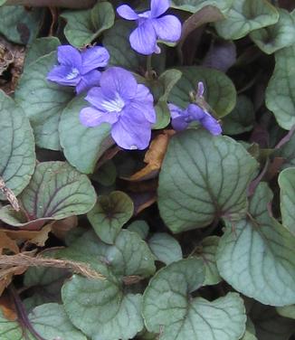 Viola walteri Silver Gem