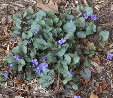 Viola walteri Silver Gem