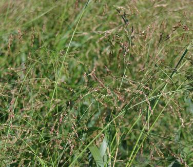 Panicum virgatum 'Cape Breeze' - Switchgrass from Pleasant Run Nursery