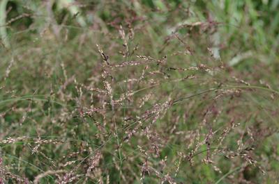 Panicum virgatum Cape Breeze 