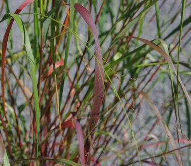 Panicum virgatum Cape Breeze 