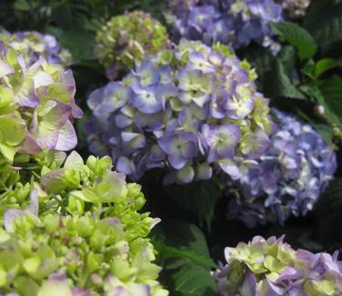 Hydrangea macrophylla BloomStruck