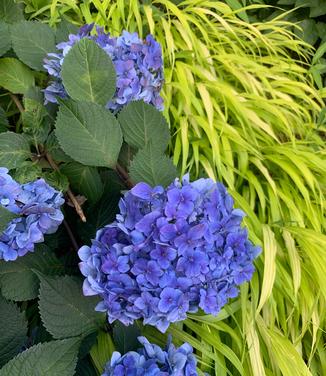 Hydrangea macrophylla BloomStruck