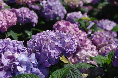 Hydrangea macrophylla BloomStruck