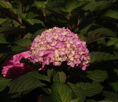 Hydrangea macrophylla BloomStruck