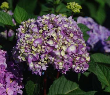 Hydrangea macrophylla BloomStruck