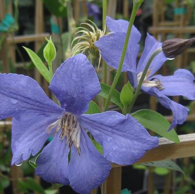 Clematis durandii 