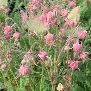 Geum triflorum 