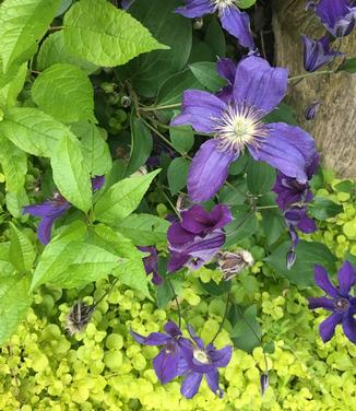 Clematis Sapphire Indigo