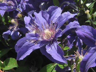 Clematis Sapphire Indigo