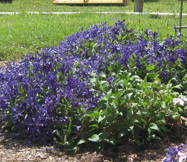 Clematis Sapphire Indigo