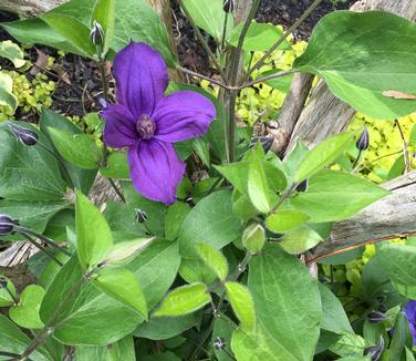 Clematis Sapphire Indigo