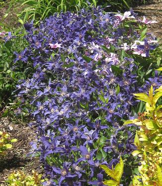 Clematis Sapphire Indigo