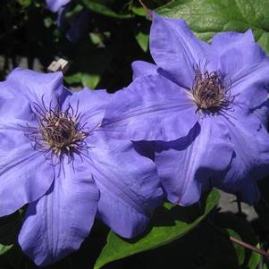 Clematis Ramona