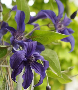 Clematis Sapphire Indigo