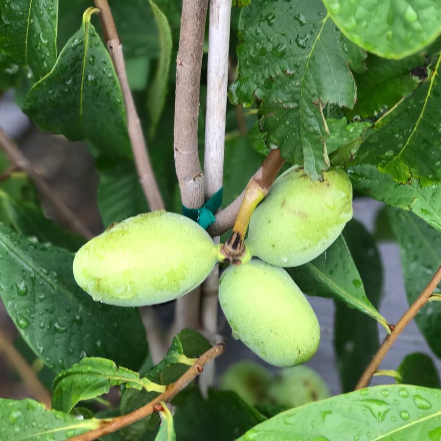 Asimina triloba 'Sunflower'