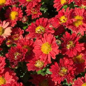 Chrysanthemum Mammoth™ 'Red Daisy'