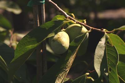 Asimina triloba 'Sunflower'