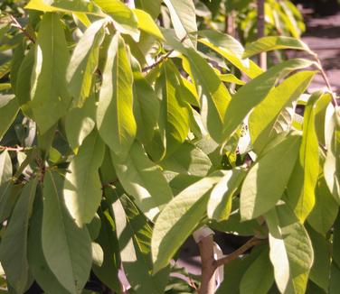 Asimina triloba Sunflower