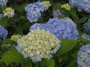 Hydrangea macrophylla Nikko Blue