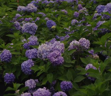 Hydrangea macrophylla Endless Summer