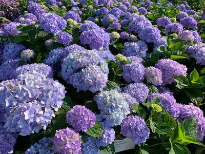 Hydrangea macrophylla 'Endless Summer - Big Leaf Hydrangea