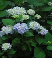 Hydrangea macrophylla 'Endless Summer® ('Bailmer')' - Big Leaf Hydrangea