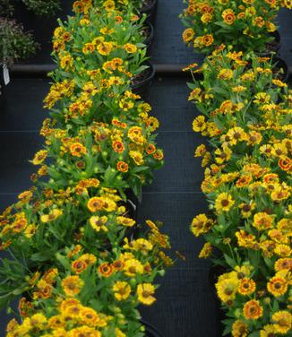 Helenium autumnale Mariachi 'Fuego' 