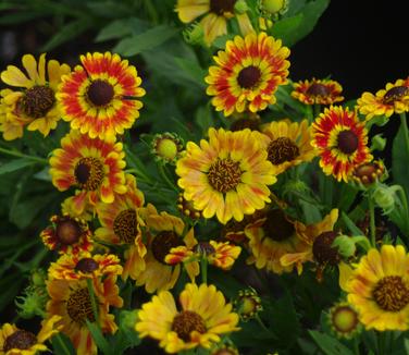 Helenium autumnale Mariachi 'Fuego' 