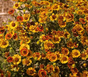 Helenium autumnale Mariachi 'Fuego' 