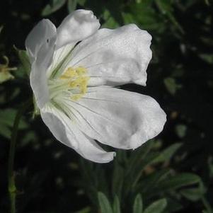 Geranium sanguineum Album