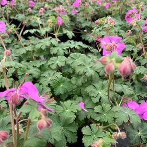 Geranium x cantabrigiense Karmina