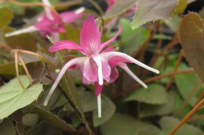 Epimedium grandiflorum Purple Pixie