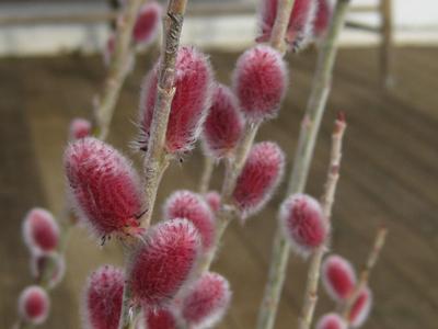 Salix chaenomeloides Mt. Aso