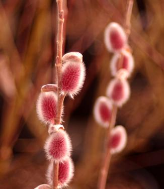 Salix gracistyla Mt. Aso