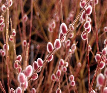 Salix gracistyla Mt. Aso