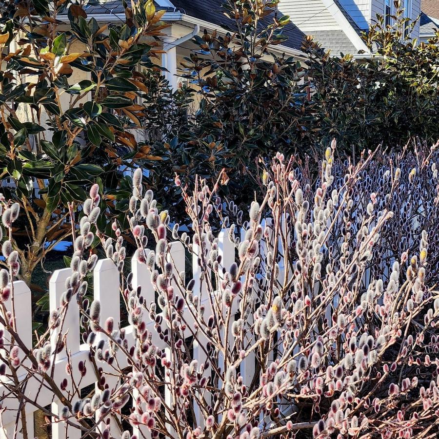 Salix chaenomeloides 'Mt. Aso' (Photo: Molly Patnik)