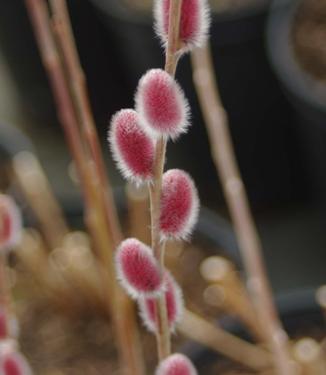 Salix chaenomeloides Mt. Aso