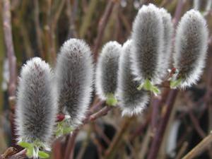 Salix chaenomeloides 