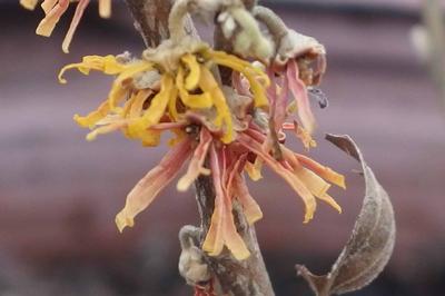 Hamamelis vernalis Orange Sunrise