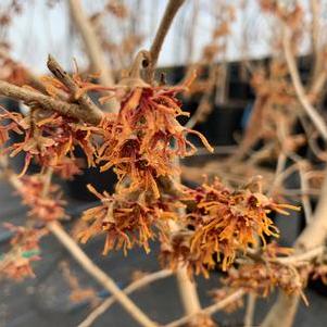 Hamamelis vernalis Woodland Joy™