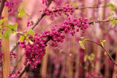 Cercis x Pink Pom Poms