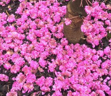 Cercis x Pink Pom Poms