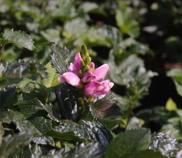 Chelone obliqua Tiny Tortuga 