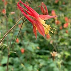 Aquilegia canadensis 