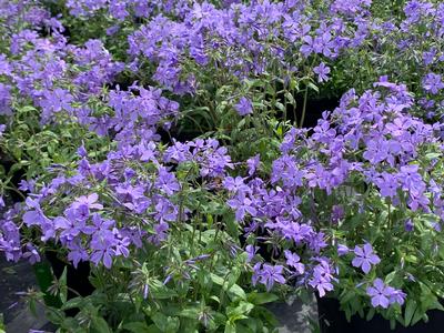 Phlox divaricata Blue Moon