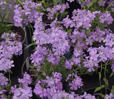 Phlox divaricata 'Blue Moon'