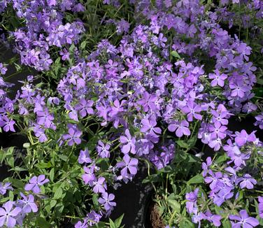 Phlox divaricata 'Blue Moon' - Woodland Phlox from Pleasant Run Nursery