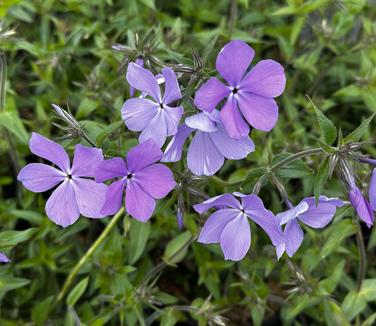 Phlox divaricata 'Blue Moon' - Woodland Phlox from Pleasant Run Nursery